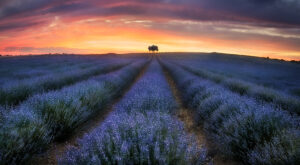 Guadalajara - Campo de lavanda de Brihuega Atardecer con árbol