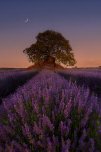 Guadalajara - Campo de lavanda de Brihuega ...y la luna acudió a su cita...