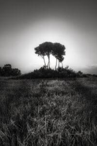 Guadalajara Campo de lavanda de Brihuega Bonsai