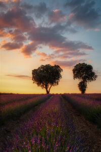 Guadalajara Campo de lavanda de Brihuega Nubes y lavanda