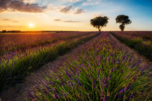 Guadalajara Campo de lavanda de Brihuega Últimas luces