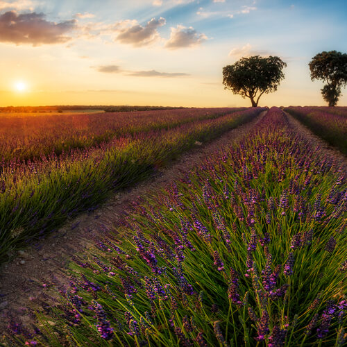 Guadalajara Campo de lavanda Últimas luces