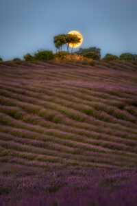 Fotos de Guadalajara Campo de lavanda de Brihuega Luna con árbol