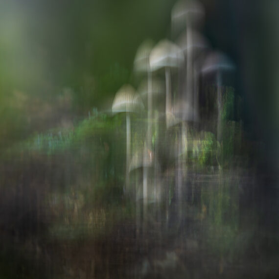 El bosque encantado (85916) - Fotografía ICM