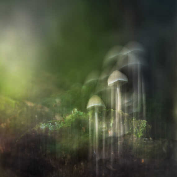 El bosque encantado (85916) - Fotografía ICM