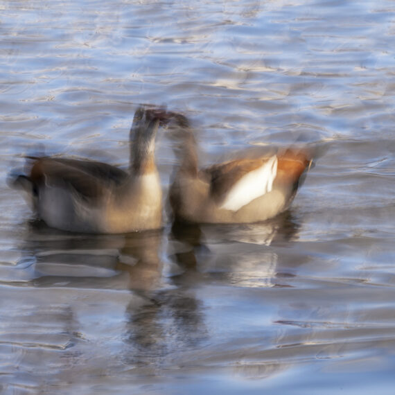Confidencias (8733) - fotografía ICM