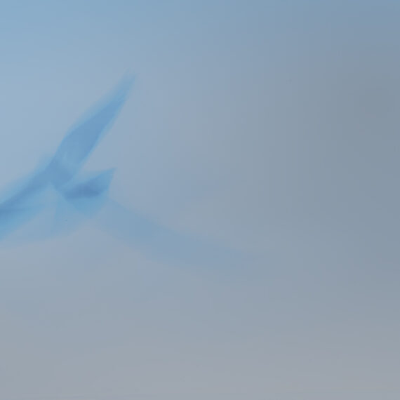 Volando libre (8983) - fotografía ICM