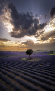 Desde el Aire Campo de lavanda de Brihuega- Desde mi atalaya