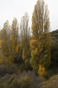 Ejemplo de fotografía ICM