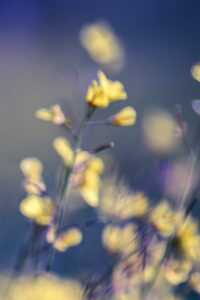 Fotografía ICM y velocidad de obturación adecuada