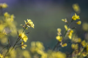 Fotografía ICM y velocidad de obturación adecuada
