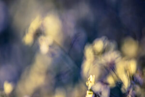 Fotografía ICM y velocidad de obturación adecuada