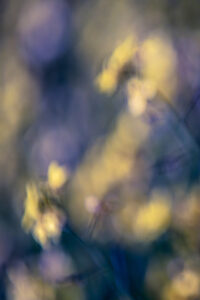 Fotografía ICM y velocidad de obturación adecuada