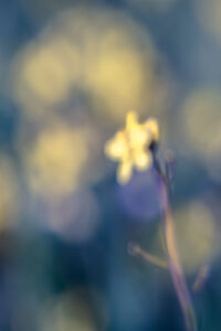 Fotografía ICM y velocidad de obturación adecuada