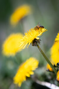 Fotografía ICM y velocidad de obturación adecuada