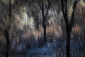 Incendios en España - Cenizas de lo imaginado