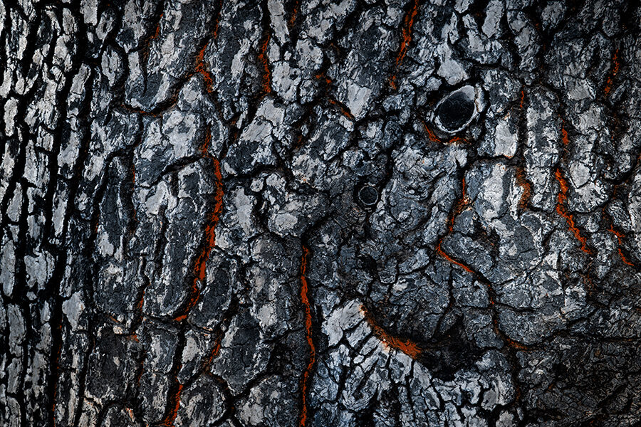 Incendios en España - Cenizas de lo imaginado (3694)