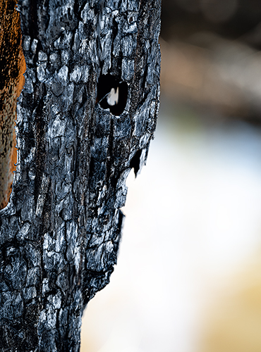 Incendios en España - Cenizas de lo imaginado (84277)