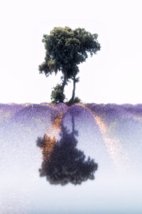 Campo de lavanda de Brihuega