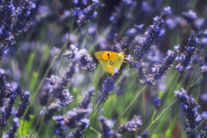Campos de lavanda de Brihuega fotografías