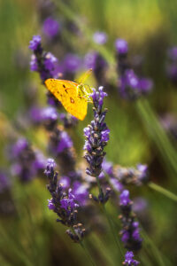 Campos de lavanda de Brihuega fotografías