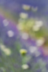 Campo de lavanda de Brihuega - fotografía ICM