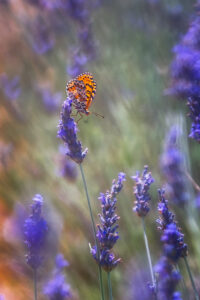 Campos de lavanda de Brihuega fotografías