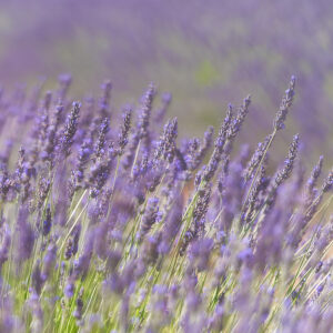 Campo de lavanda de Brihuega