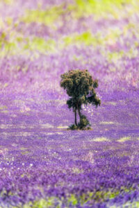 Campo de lavanda de Brihuega
